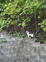 Found/Stray Unknown Cat last seen Alpine ridge drive, climbed up on the rock wall then ran off into the trees, Asheville, NC 28803