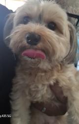 Found/Stray Female Dog last seen Muddy Peak , San Antonio, TX 78245