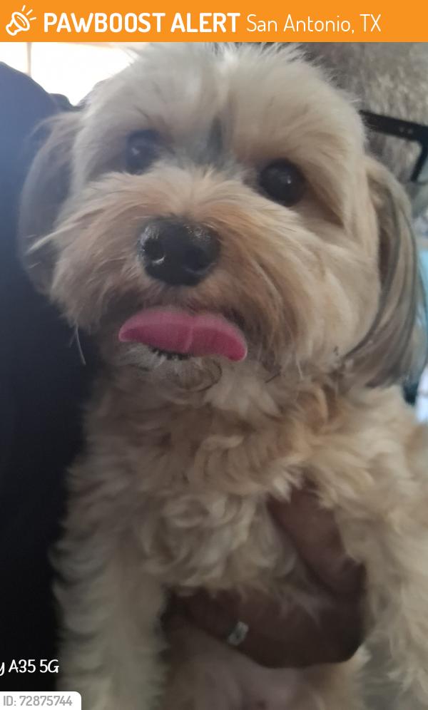 Found/Stray Female Dog last seen Muddy Peak , San Antonio, TX 78245