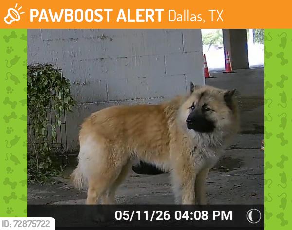 Found/Stray Male Dog last seen Harry Hines and Market Center, Dallas, TX 75235