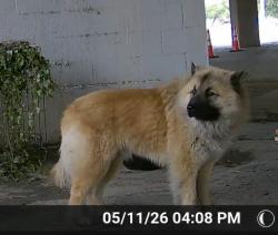Found/Stray Male Dog last seen Harry Hines and Market Center, Dallas, TX 75235