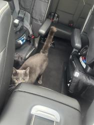 Lost Male Cat last seen Windy Bush Rd and Windy Hollow Rd, New Hope, PA 18938