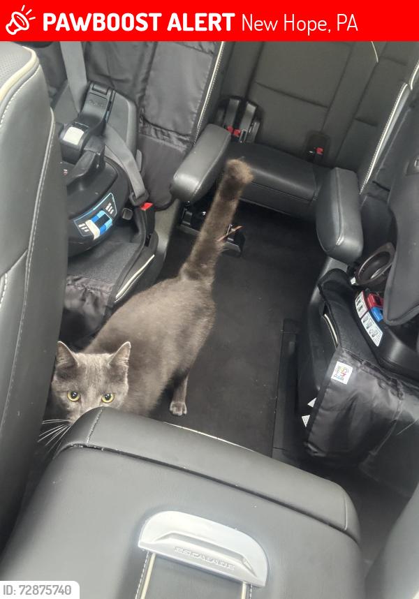 Lost Male Cat last seen Windy Bush Rd and Windy Hollow Rd, New Hope, PA 18938