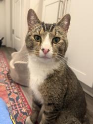 Found/Stray Male Cat last seen Riverbrook, Nashville, TN 37076
