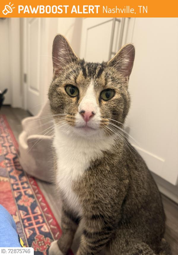 Found/Stray Male Cat last seen Riverbrook, Nashville, TN 37076
