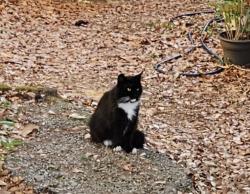 Found/Stray Unknown Cat last seen 12th St & Shull St, West Columbia, SC 29169