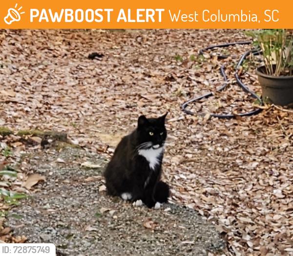 Found/Stray Unknown Cat last seen 12th St & Shull St, West Columbia, SC 29169