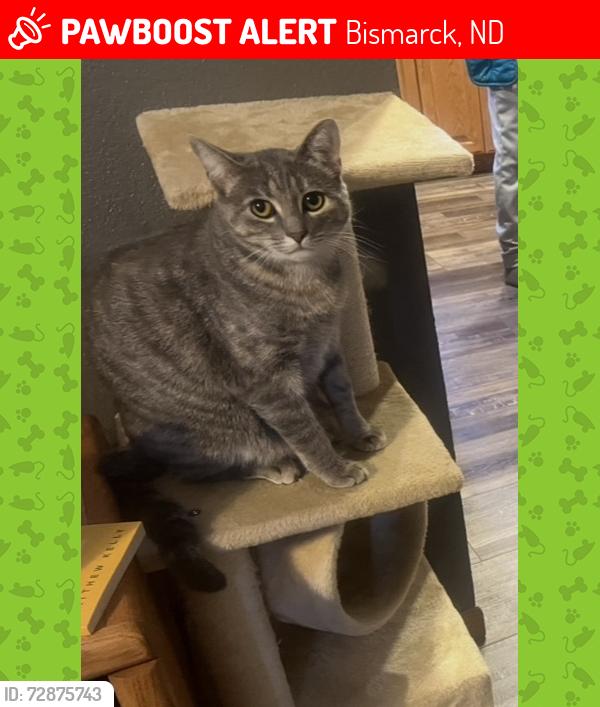 Lost Female Cat last seen Near Houston Drive, Bismarck, ND, Bismarck, ND 58504