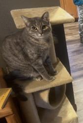 Lost Female Cat last seen Near Houston Drive, Bismarck, ND, Bismarck, ND 58504