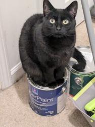 Lost Female Cat last seen Appeldoorn Cir. and Brooklyn Rd, Asheville, NC 28803