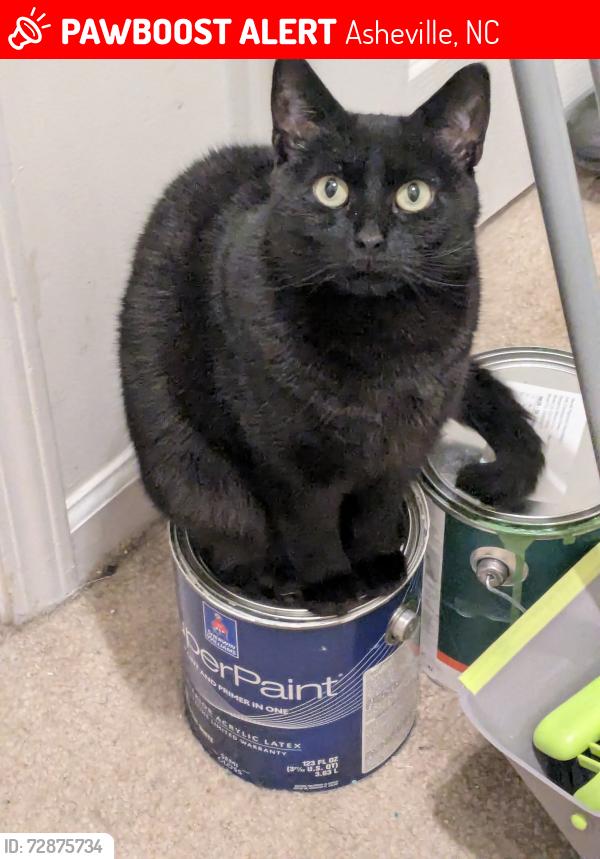 Lost Female Cat last seen Appeldoorn Cir. and Brooklyn Rd, Asheville, NC 28803