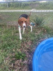 Found/Stray Male Dog last seen Near Sandy acres loop Eastover nc 28312, Fayetteville, NC 28312
