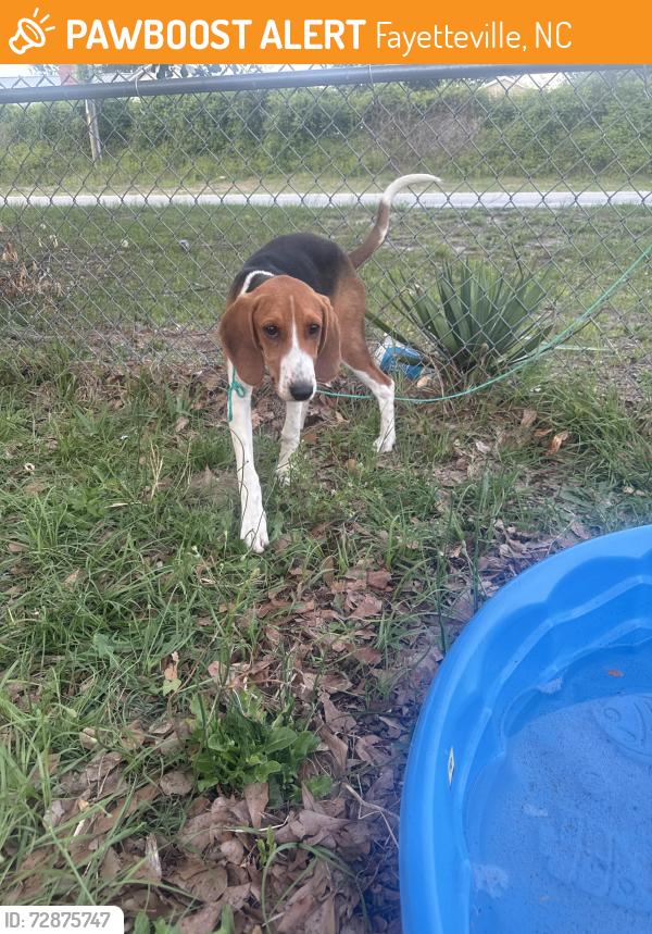 Found/Stray Male Dog last seen Near Sandy acres loop Eastover nc 28312, Fayetteville, NC 28312