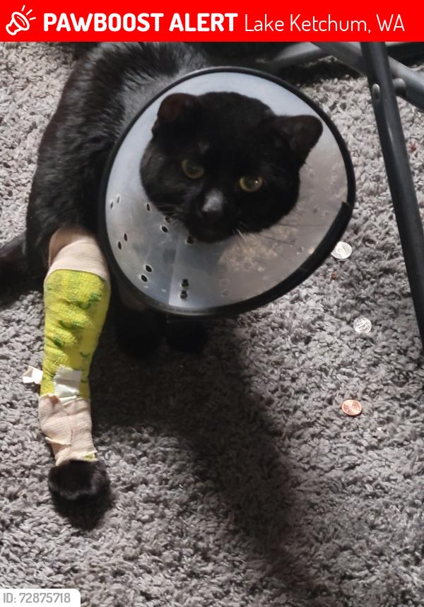 Lost Male Cat last seen 76th ave nw & s. Lake Ketchum rd., Lake Ketchum, WA 98292