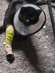Lost Male Cat last seen 76th ave nw & s. Lake Ketchum rd., Lake Ketchum, WA 98292