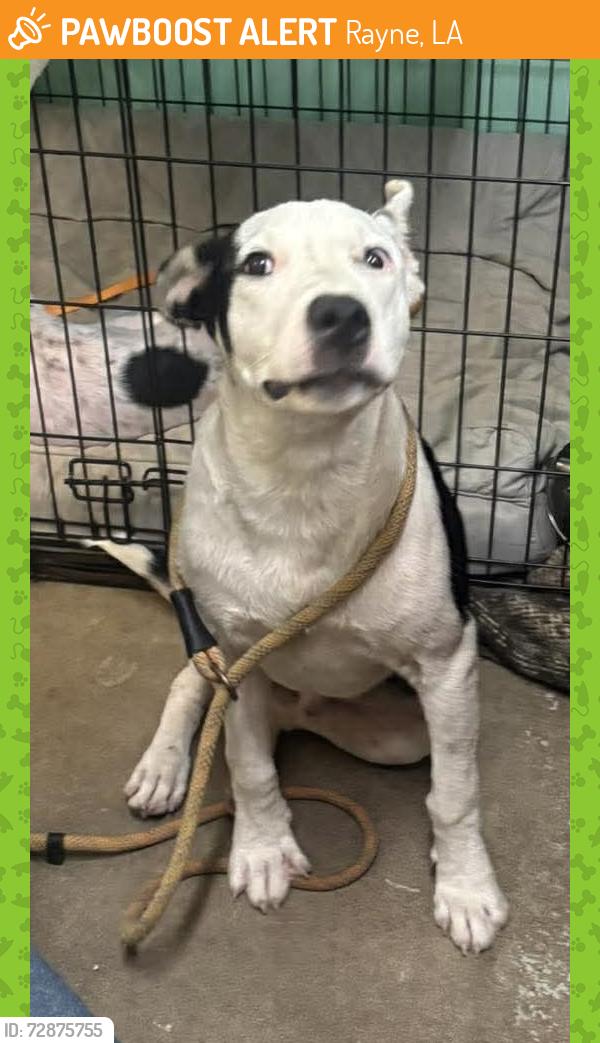 Found/Stray Unknown Dog last seen Faye st, Rayne, LA 70578