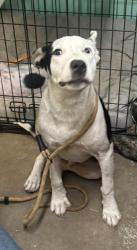 Found/Stray Unknown Dog last seen Faye st, Rayne, LA 70578