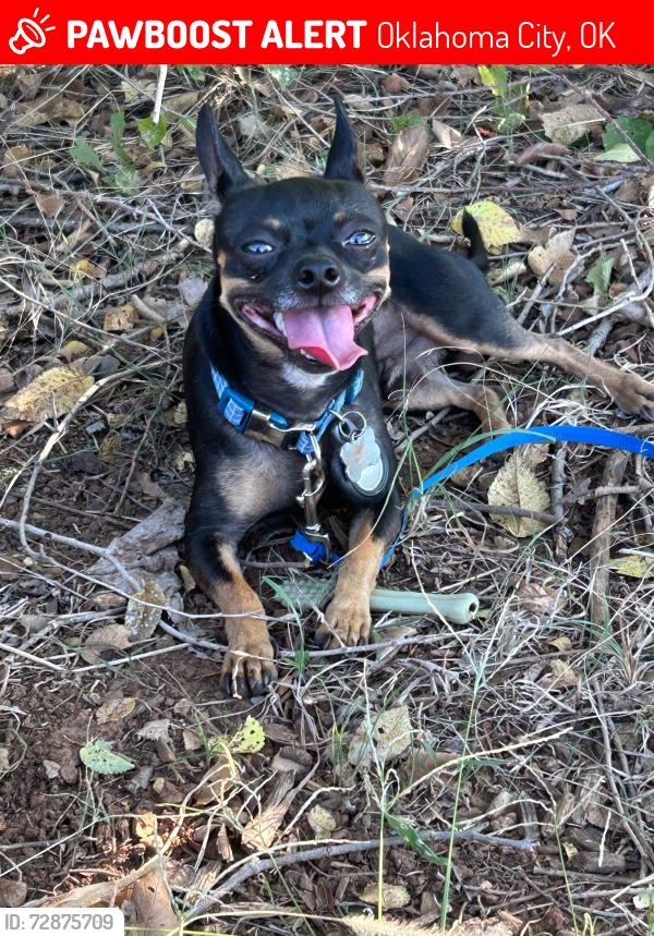 Lost Male Dog last seen S Byers Ave and Se 44th St, 73129 Oklahoma City Ok, Oklahoma City, OK 73129