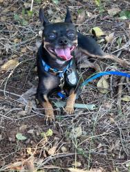 Lost Male Dog last seen S Byers Ave and Se 44th St, 73129 Oklahoma City Ok, Oklahoma City, OK 73129