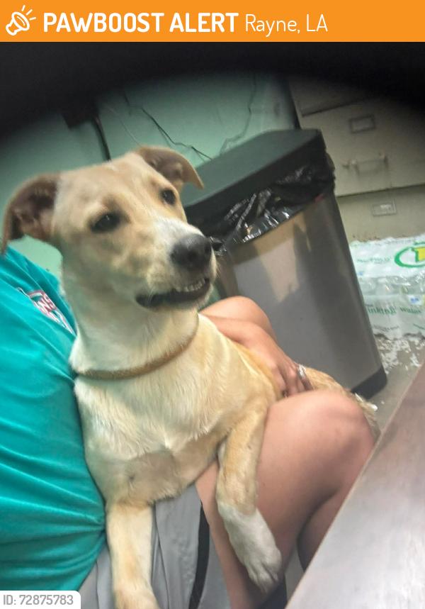Found/Stray Unknown Dog last seen Marshall , Rayne, LA 70578