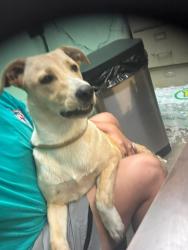 Found/Stray Unknown Dog last seen Marshall , Rayne, LA 70578