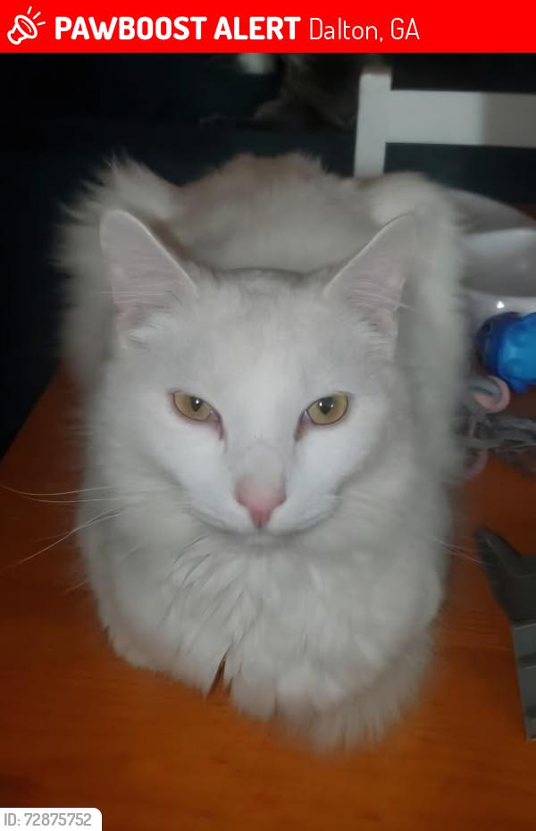 Lost Male Cat last seen Haley Drive, off Dawnville Rd.  Dalton, GA, Dalton, GA 30721