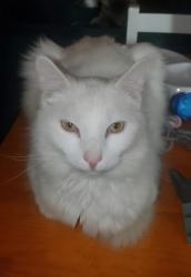 Lost Male Cat last seen Haley Drive, off Dawnville Rd.  Dalton, GA, Dalton, GA 30721