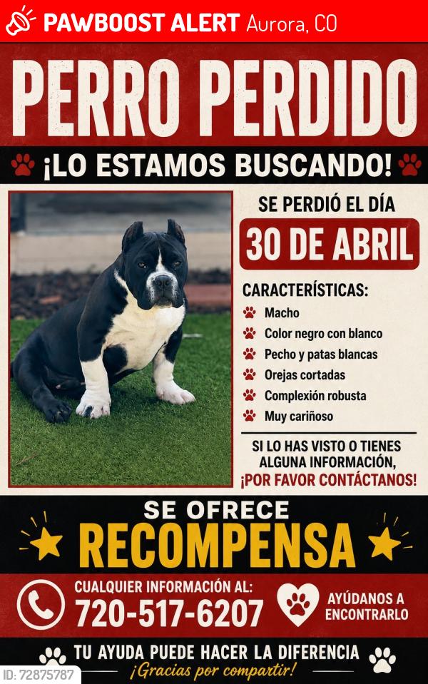 Lost Male Dog last seen Lima st, Aurora, CO 80011