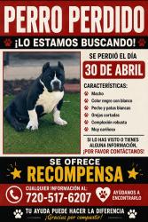 Lost Male Dog last seen Lima st, Aurora, CO 80011