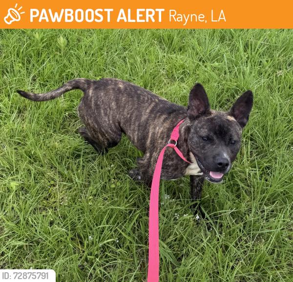 Found/Stray Male Dog last seen Shoprite, Rayne, LA 70578