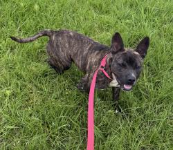 Found/Stray Male Dog last seen Shoprite, Rayne, LA 70578