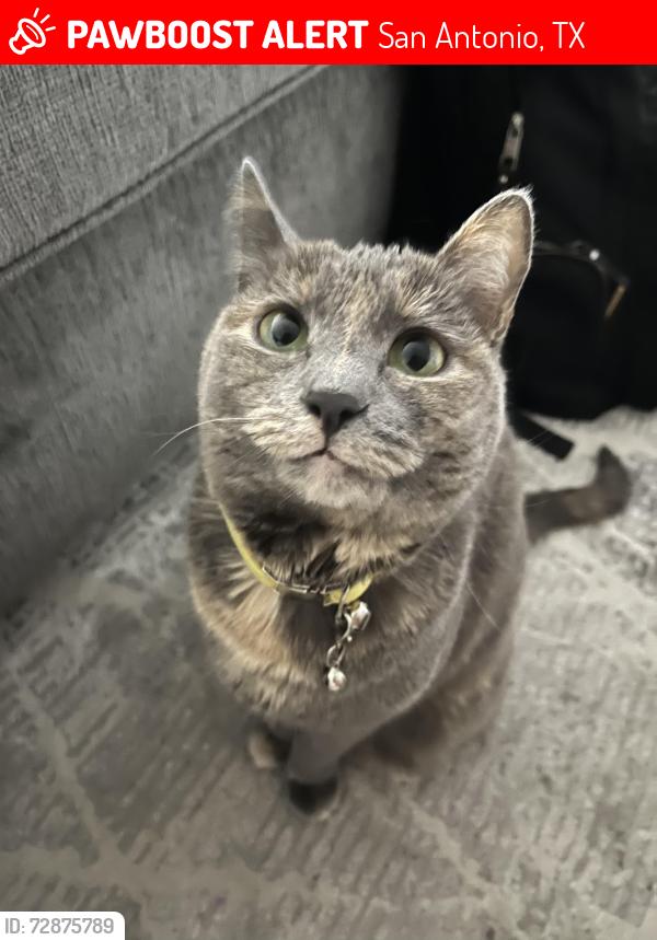 Lost Female Cat last seen leon creek near utsa, San Antonio, TX 78249