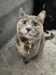 Lost Female Cat last seen leon creek near utsa, San Antonio, TX 78249