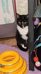 Lost Female Cat last seen Between Folsom rd and F rd, closer to Folsom., Loxahatchee Groves, FL 33470