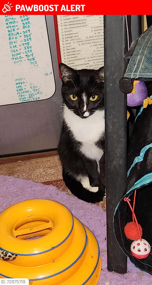 Lost Female Cat last seen Between Folsom rd and F rd, closer to Folsom., Loxahatchee Groves, FL 33470