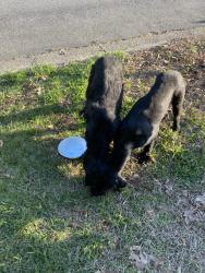 Found/Stray Female Dog last seen Peetree and beaver creek crossing , Powder Springs, GA 30127