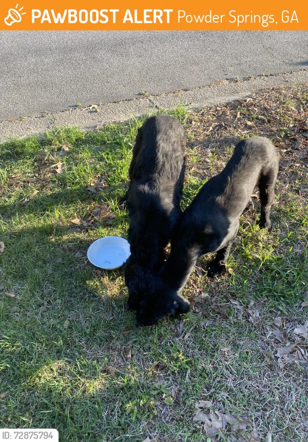 Found/Stray Female Dog last seen Peetree and beaver creek crossing , Powder Springs, GA 30127