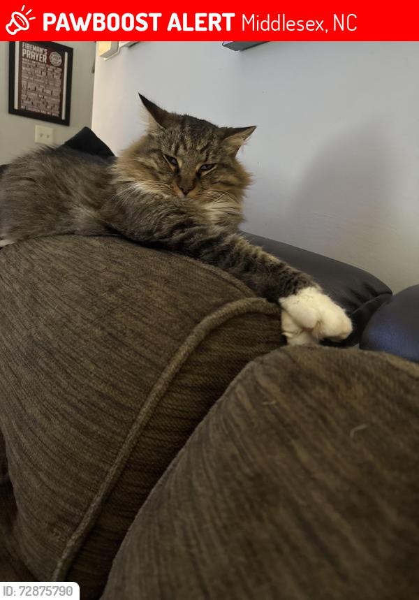 Lost Male Cat last seen Valley road, Middlesex, NC 27557