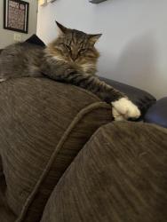 Lost Male Cat last seen Valley road, Middlesex, NC 27557