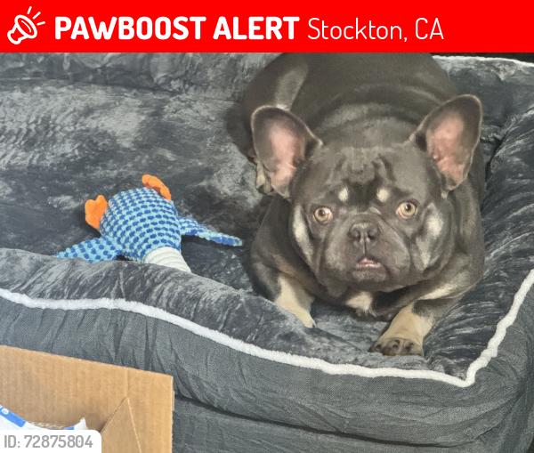 Lost Male Dog last seen Ledgewood ave, Stockton, CA 95210