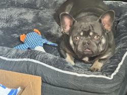 Lost Male Dog last seen Ledgewood ave, Stockton, CA 95210
