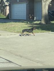 Found/Stray Female Dog last seen Portland, Oklahoma City, OK 73170