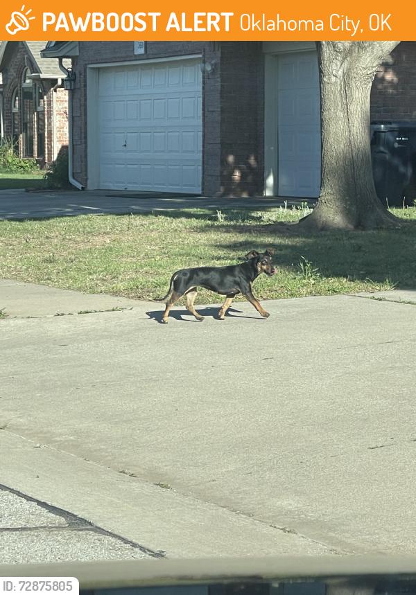 Found/Stray Female Dog last seen Portland, Oklahoma City, OK 73170