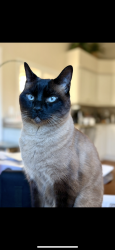 Lost Female Cat last seen 106th st and Bella vista , Scottsdale, AZ 85258