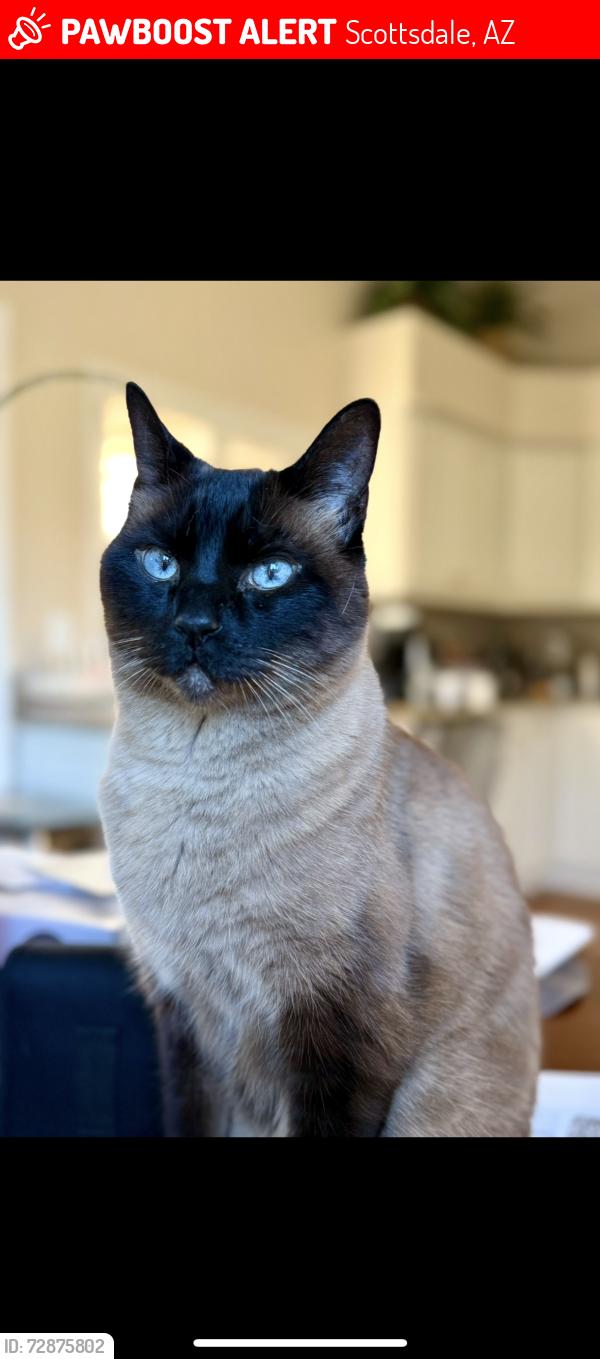 Lost Female Cat last seen 106th st and Bella vista , Scottsdale, AZ 85258
