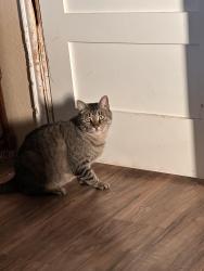 Lost Male Cat last seen By Centennial High School, Burleson, TX 76028