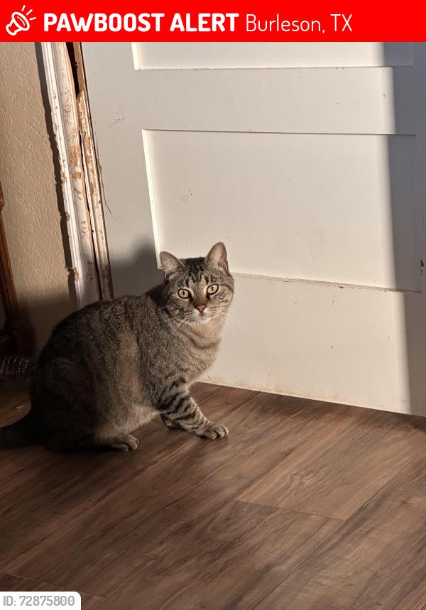 Lost Male Cat last seen By Centennial High School, Burleson, TX 76028