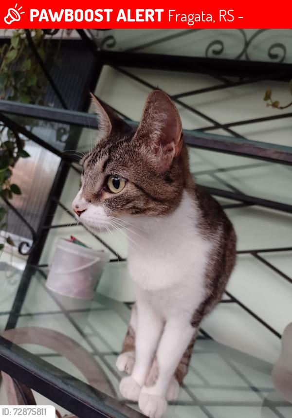 Lost Female Cat last seen Ao lado do Colégio Nossa senhora Aparecida , Fragata, RS 96030-330