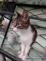 Lost Female Cat last seen Ao lado do Colégio Nossa senhora Aparecida , Fragata, RS 96030-330