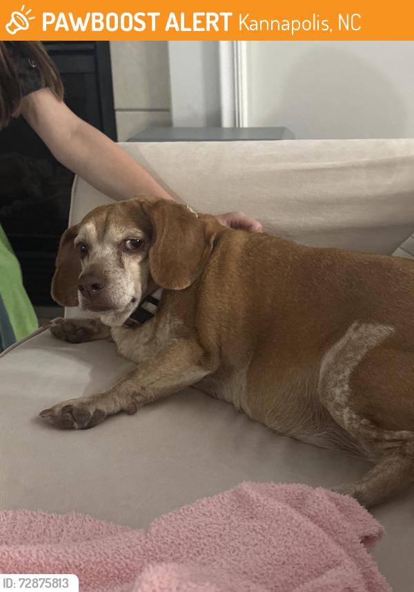 Found/Stray Female Dog last seen Anchor Way, Kannapolis, NC 28083